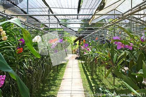 Image of Orchid nursery