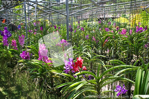 Image of Orchid nursery