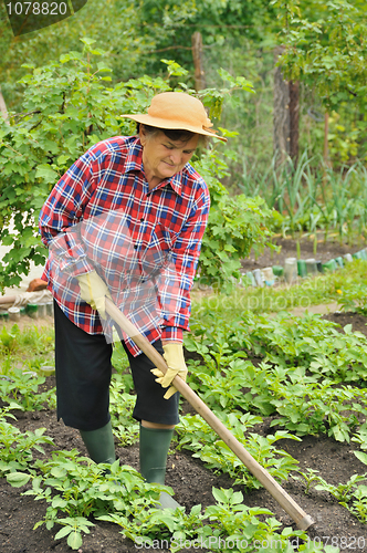 Image of Senior woman gardening - hoeing potatoes