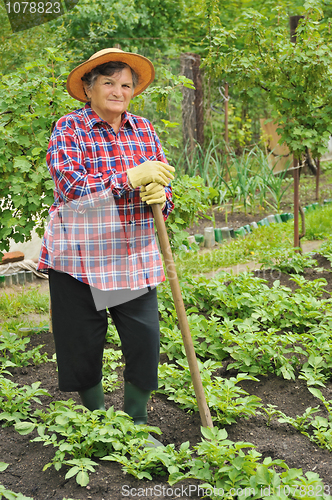 Image of Senior woman gardening