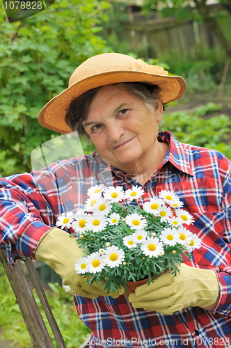 Image of Senior woman gardening - holding Daisy