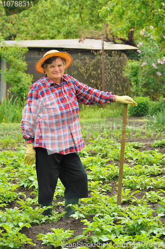 Image of Senior woman gardening