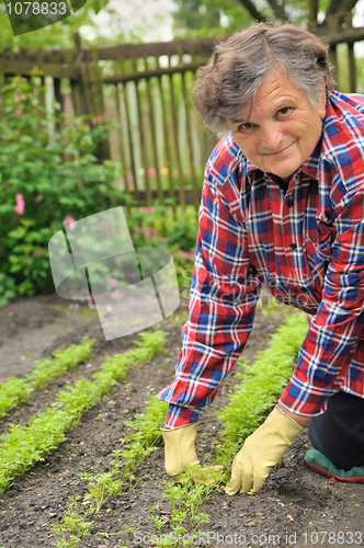 Image of Senior woman gardening - weeding carrot