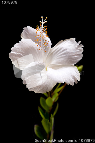 Image of  white Hibiscus on black background 