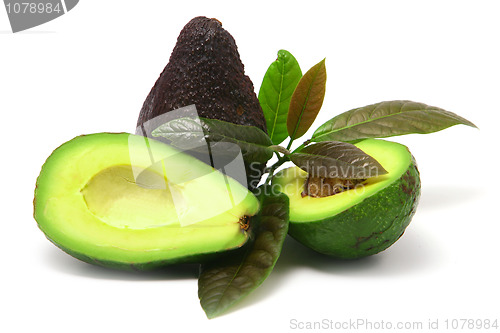 Image of Avocado with leaves 
