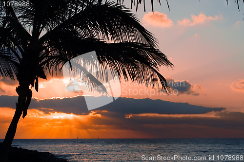 Image of orange sunset on tropical island with palm 