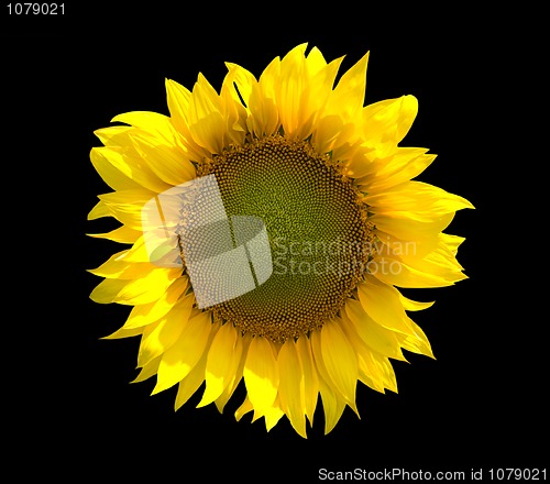 Image of Sunflower isolated on black background