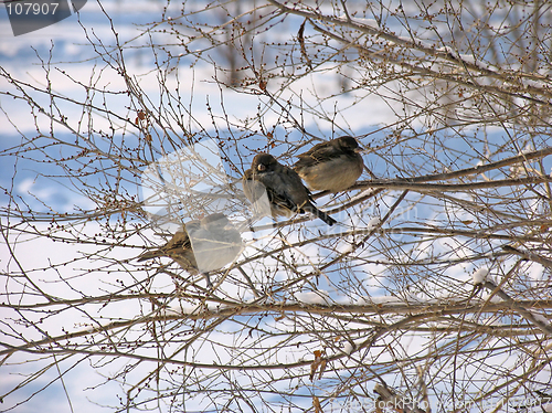 Image of Sparrows