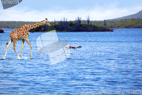 Image of Giraffe and flamingo