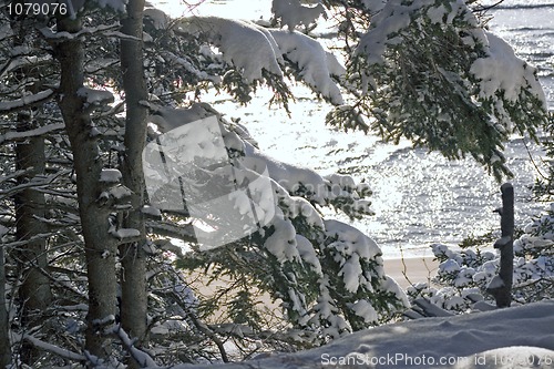 Image of Winter Landscape