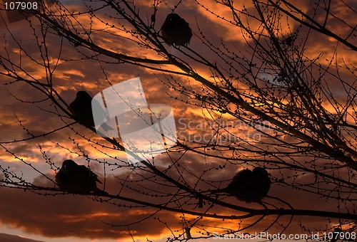 Image of Sparrows and sunset