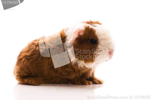 Image of baby guinea pig