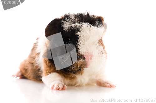 Image of baby guinea pig