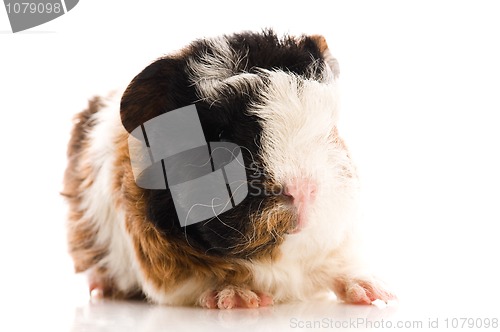 Image of baby guinea pig