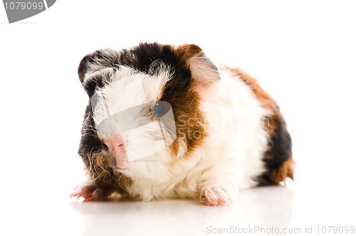 Image of baby guinea pig