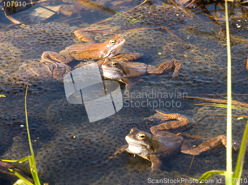 Image of Frogs