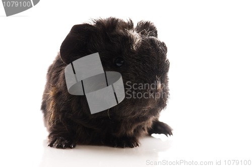 Image of baby guinea pig