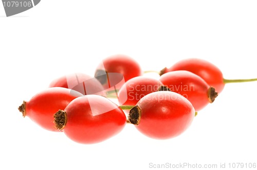 Image of rose hip