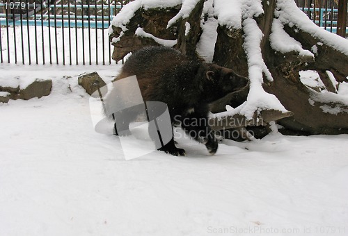 Image of Glutton