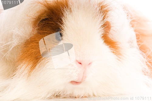 Image of baby guinea pig