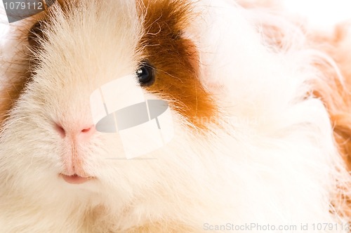 Image of baby guinea pig