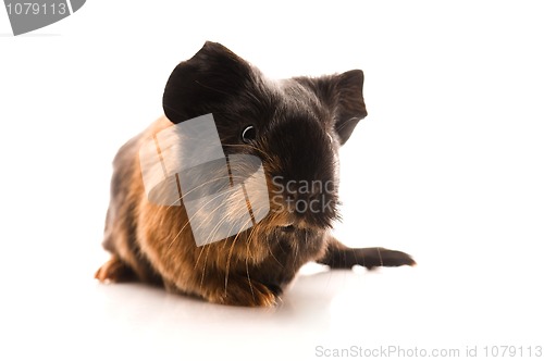 Image of baby guinea pig