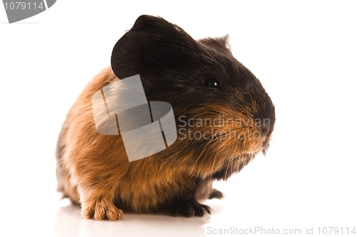 Image of baby guinea pig