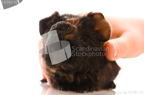 Image of baby guinea pig