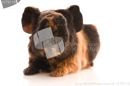 Image of baby guinea pig