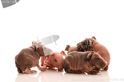 Image of skinny guinea pigs