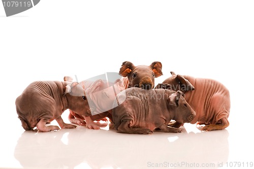 Image of skinny guinea pigs