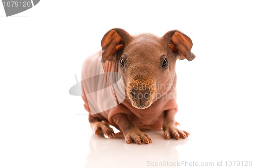 Image of skinny guinea pig