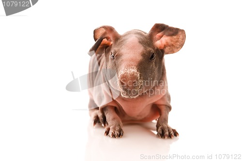 Image of skinny guinea pig