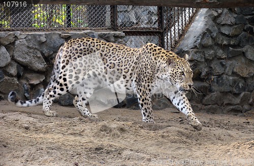 Image of Persian leopard