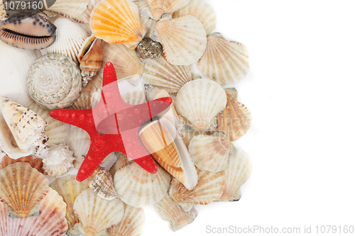 Image of sea shells background