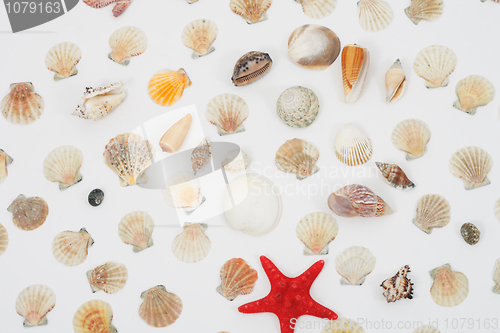 Image of sea shells background