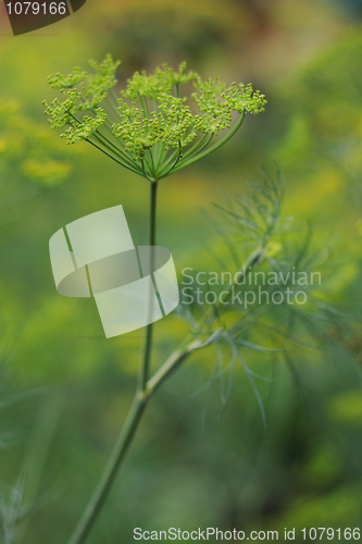 Image of dill flower