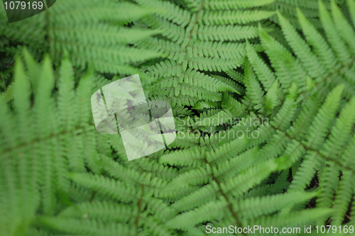 Image of green leaves background