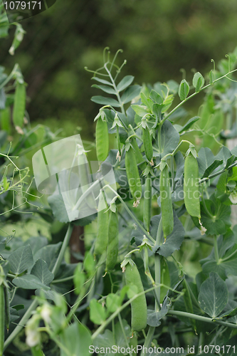 Image of fresh green pea