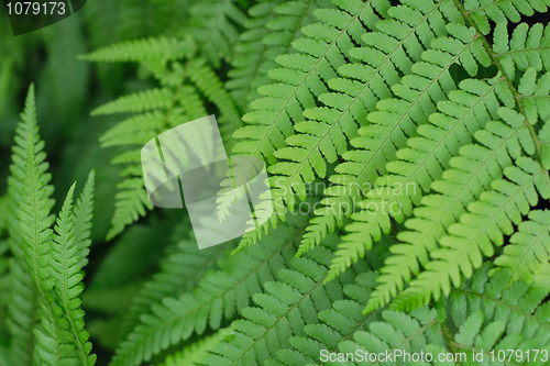 Image of green leaves background