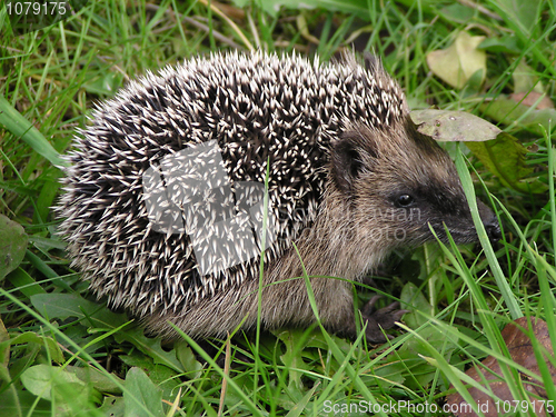 Image of hedgehog