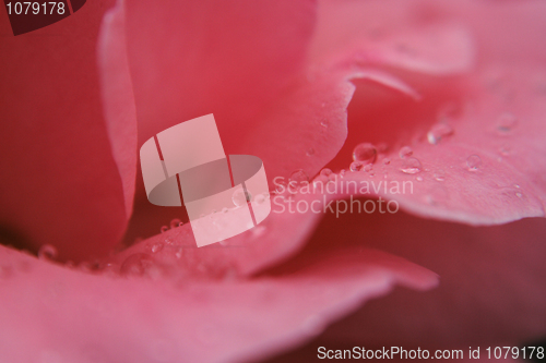 Image of rose detail with water drops 