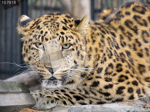 Image of Far-Eastern leopard