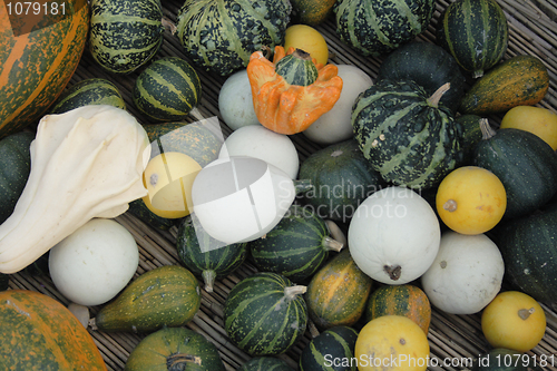 Image of pumpkins background