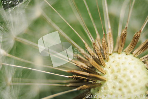 Image of old dandelion background