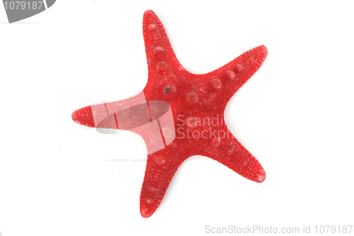 Image of red sea star 