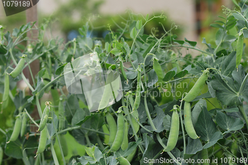 Image of fresh green pea