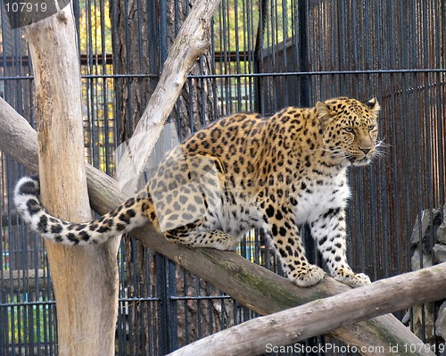 Image of Far-Eastern leopard