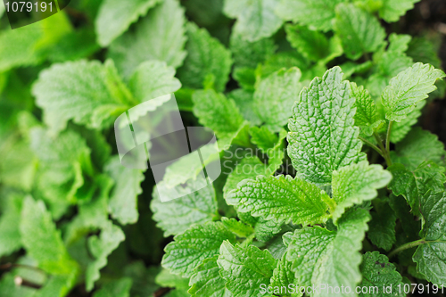 Image of sweet mint background