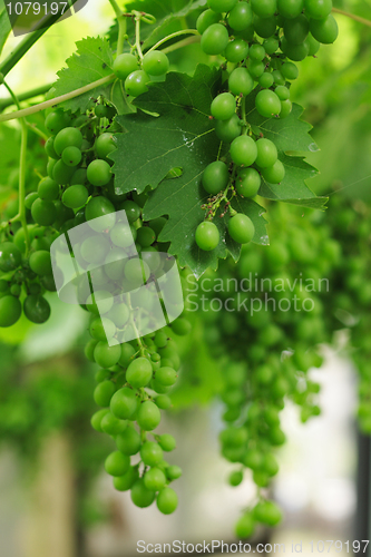 Image of whhite grape